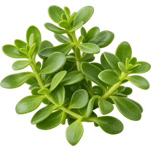 Bacopa-monnieri-Krautextrakt 4:1