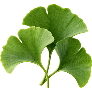 Ginkgo-biloba-Blattextrakt 4:1